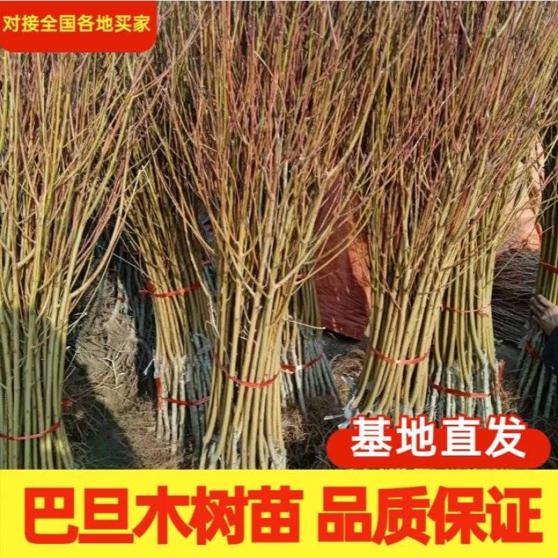 基地直销巴旦木苗巴旦杏扁桃苗南北方种植地栽美国大杏仁包邮