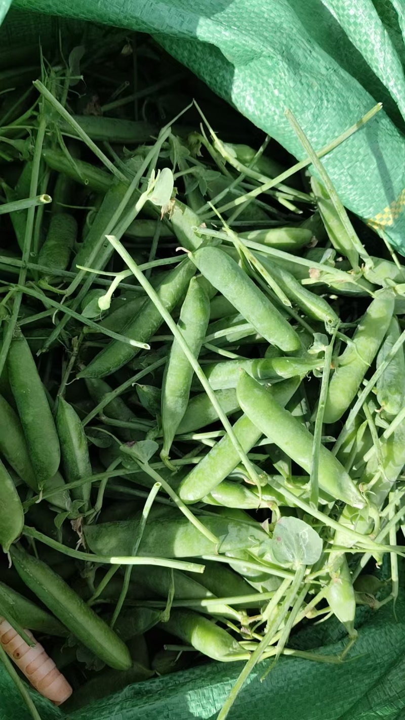 大理长寿人豌豆开始大量上，每天价格不同，随行就市。