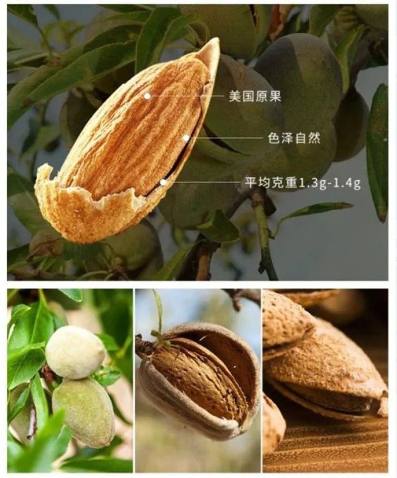 基地直销巴旦木苗巴旦杏扁桃苗南北方种植地栽美国大杏仁包邮