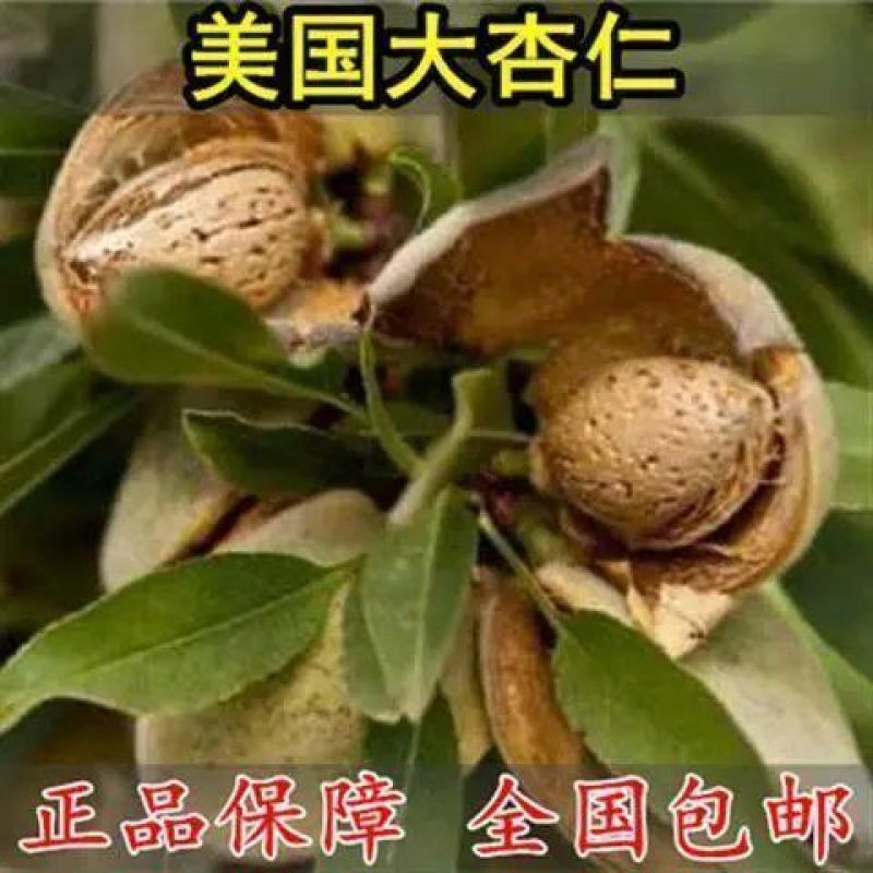 基地直销巴旦木苗巴旦杏扁桃苗南北方种植地栽美国大杏仁包邮