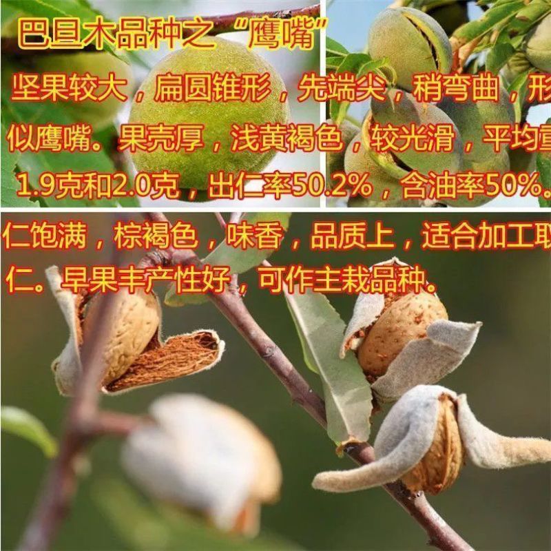 基地直销巴旦木苗巴旦杏扁桃苗南北方种植地栽美国大杏仁包邮