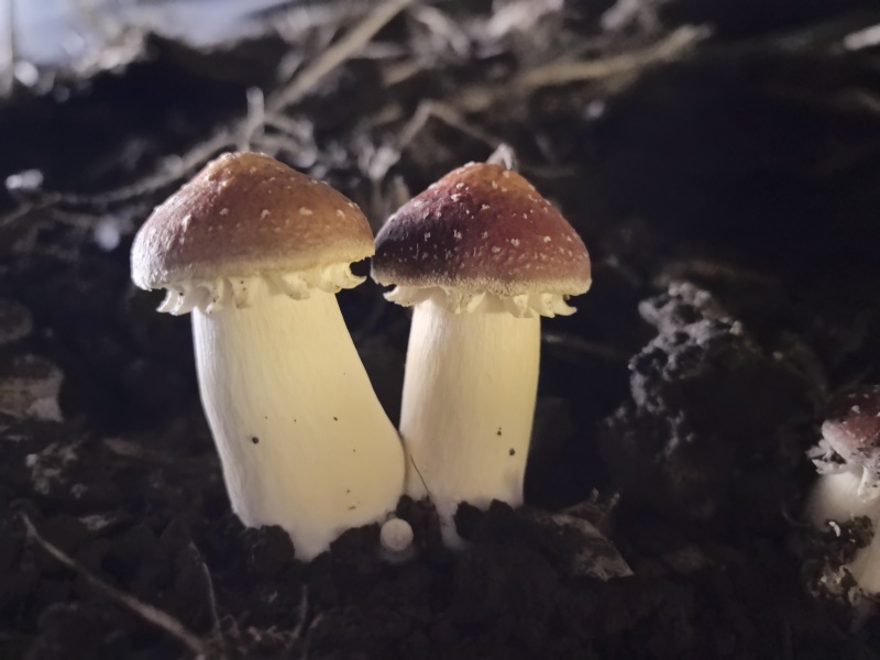 新疆伊犁尼勒克山水育珍品赤松茸