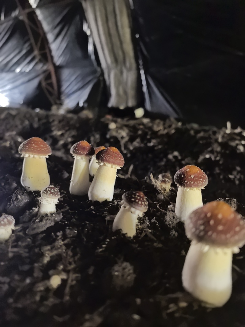 新疆伊犁尼勒克山水育珍品赤松茸