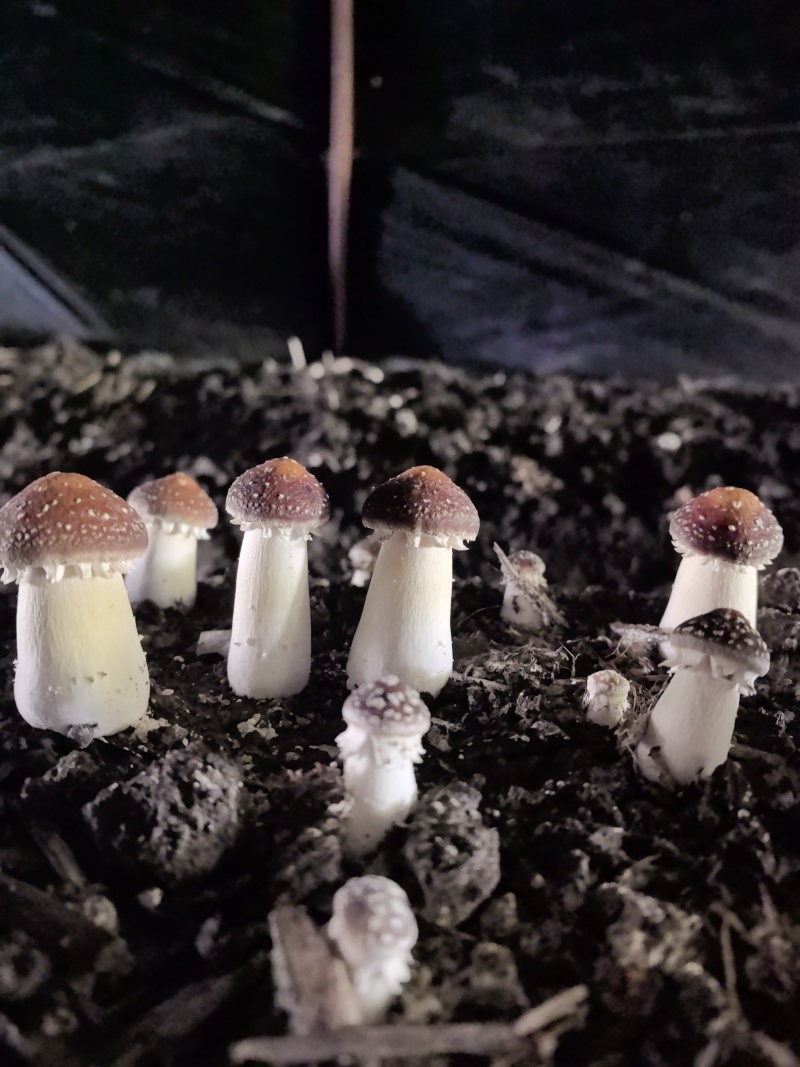 新疆伊犁尼勒克山水育珍品赤松茸