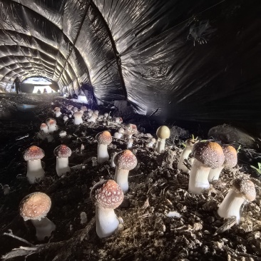 新疆伊犁尼勒克山水育珍品赤松茸
