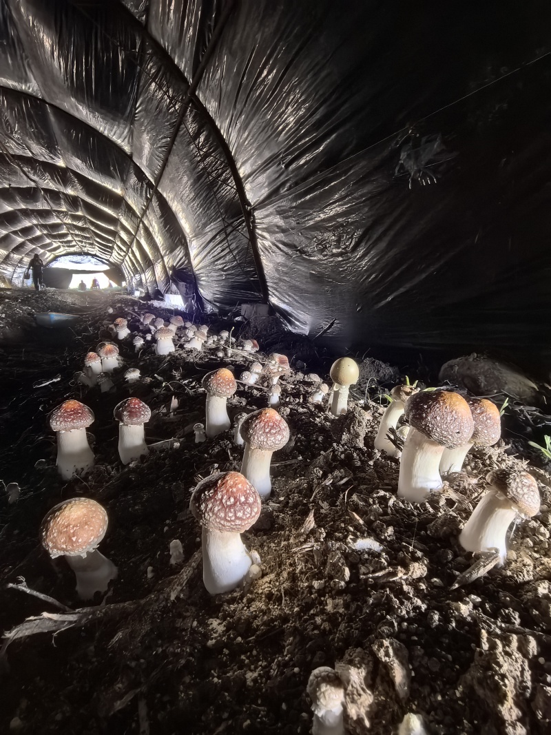 新疆伊犁尼勒克山水育珍品赤松茸