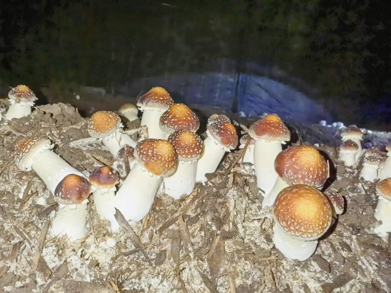 新疆伊犁尼勒克山水育珍品赤松茸