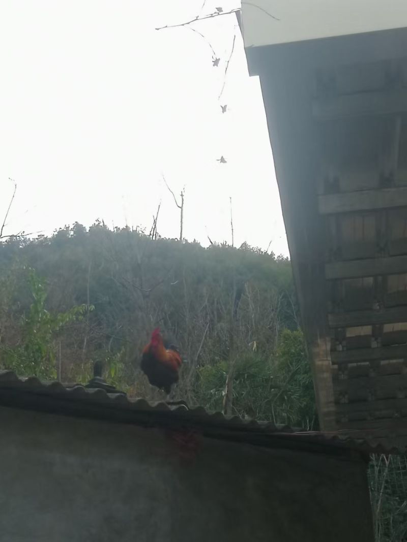 云南土鸡/本地鸡/无骨鸡/高脚鸡