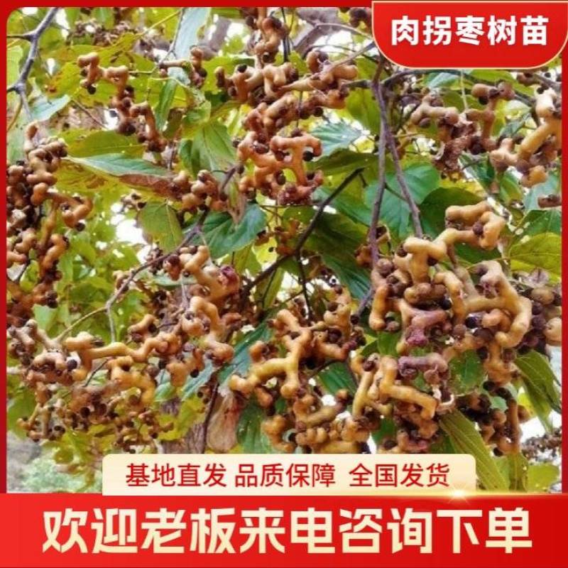 拐枣树苗拐子树万寿果鸡爪连金沟梨南北方种植果树苗盆栽地栽