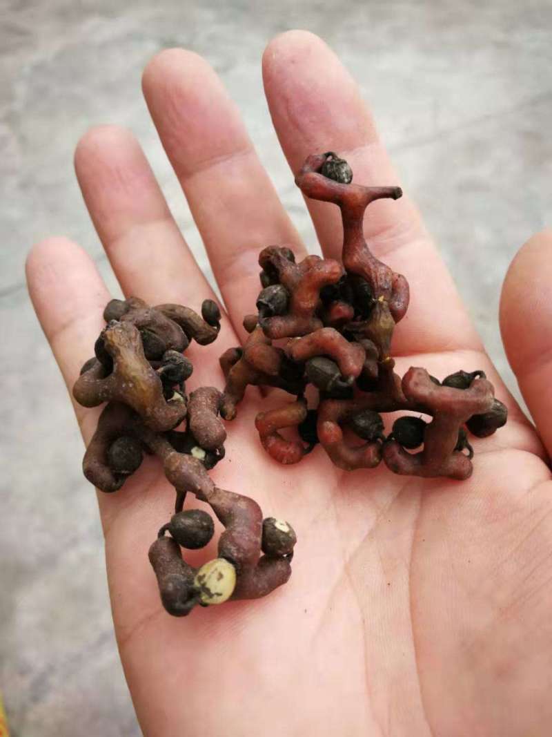 拐枣树苗拐子树万寿果鸡爪连金沟梨南北方种植果树苗盆栽地栽