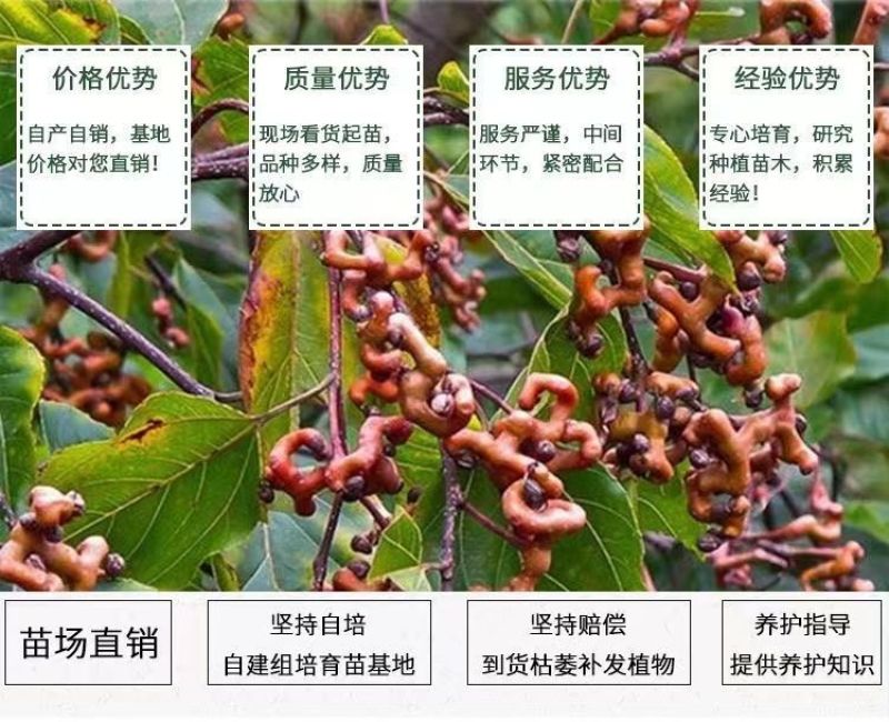 拐枣树苗拐子树万寿果鸡爪连金沟梨南北方种植果树苗盆栽地栽