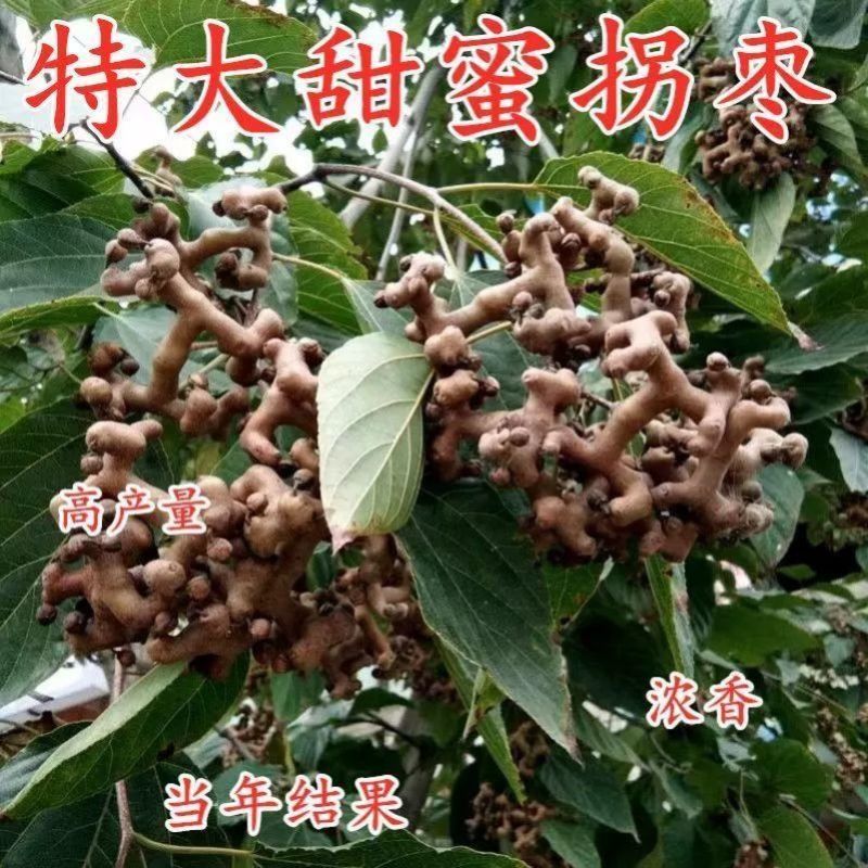拐枣树苗拐子树万寿果鸡爪连金沟梨南北方种植果树苗盆栽地栽