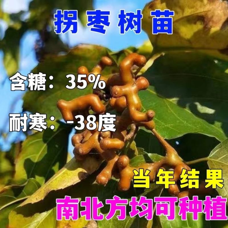拐枣树苗拐子树万寿果鸡爪连金沟梨南北方种植果树苗盆栽地栽