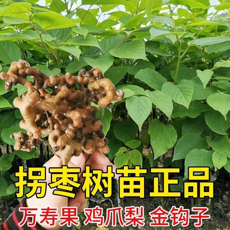 拐枣树苗拐子树万寿果鸡爪连金沟梨南北方种植果树苗盆栽地栽