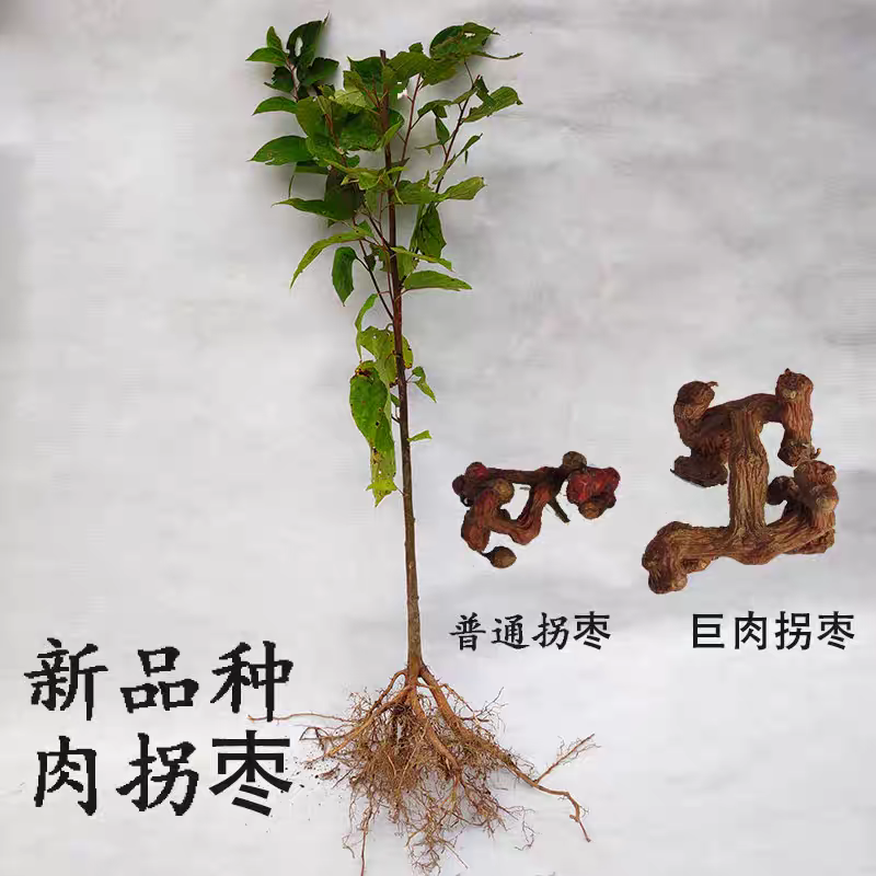 拐枣树苗拐子树万寿果鸡爪连金沟梨南北方种植果树苗盆栽地栽