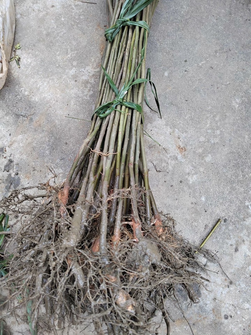 拐枣树苗拐子树万寿果鸡爪连金沟梨南北方种植果树苗盆栽地栽