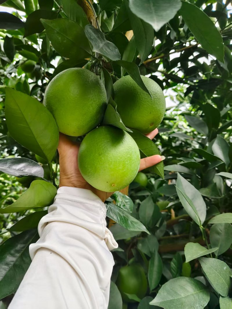冰糖橙