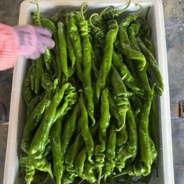 螺丝椒