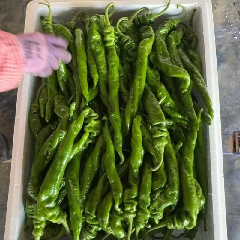 螺丝椒