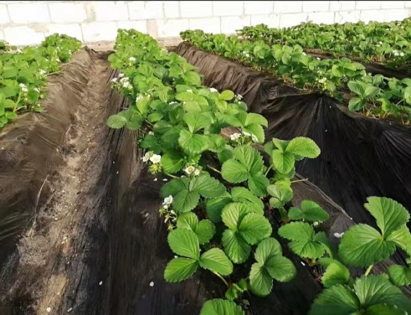黑地膜农用地膜厂家直销大棚蔬菜果园用地膜塑料膜