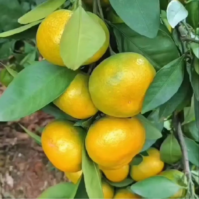 湖北宜昌蜜橘柑橘橘子早熟皮薄一手货源价格便宜