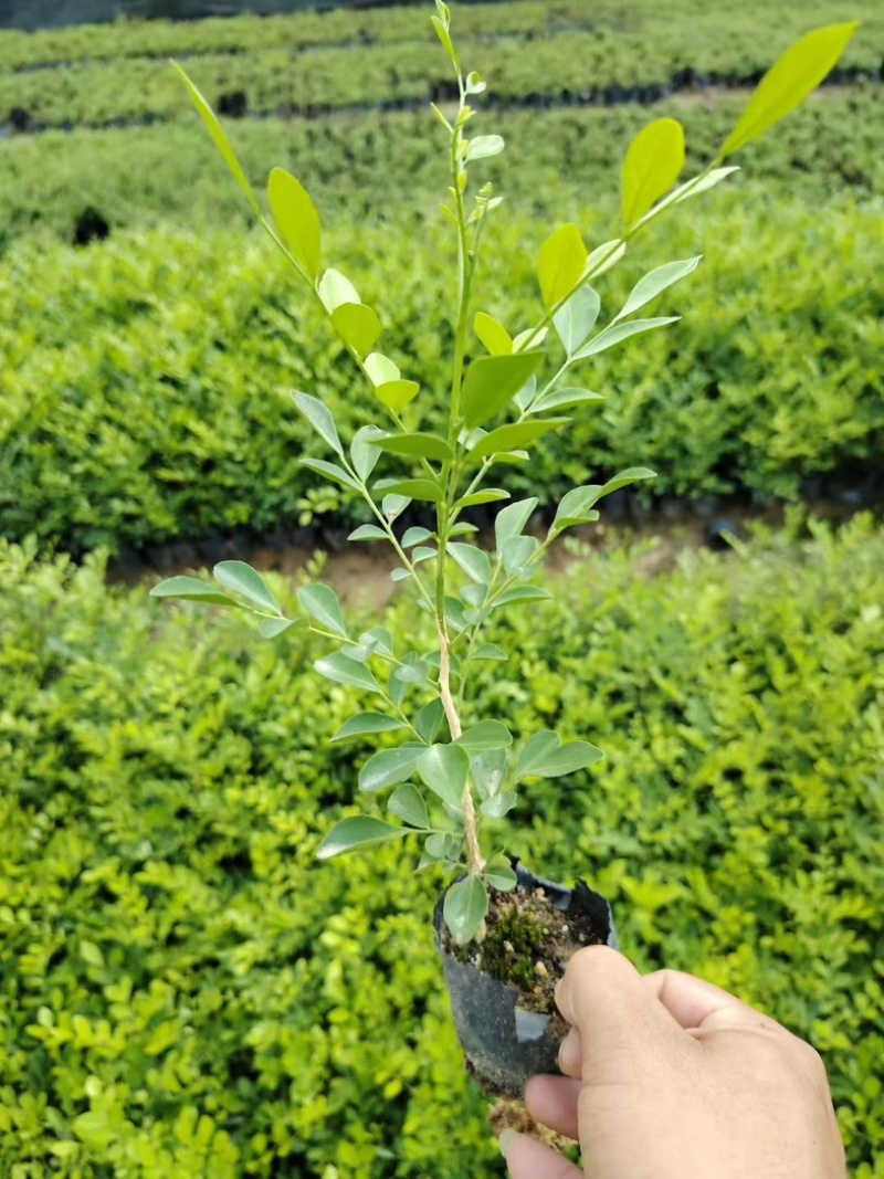 九里香小袋，价格便宜