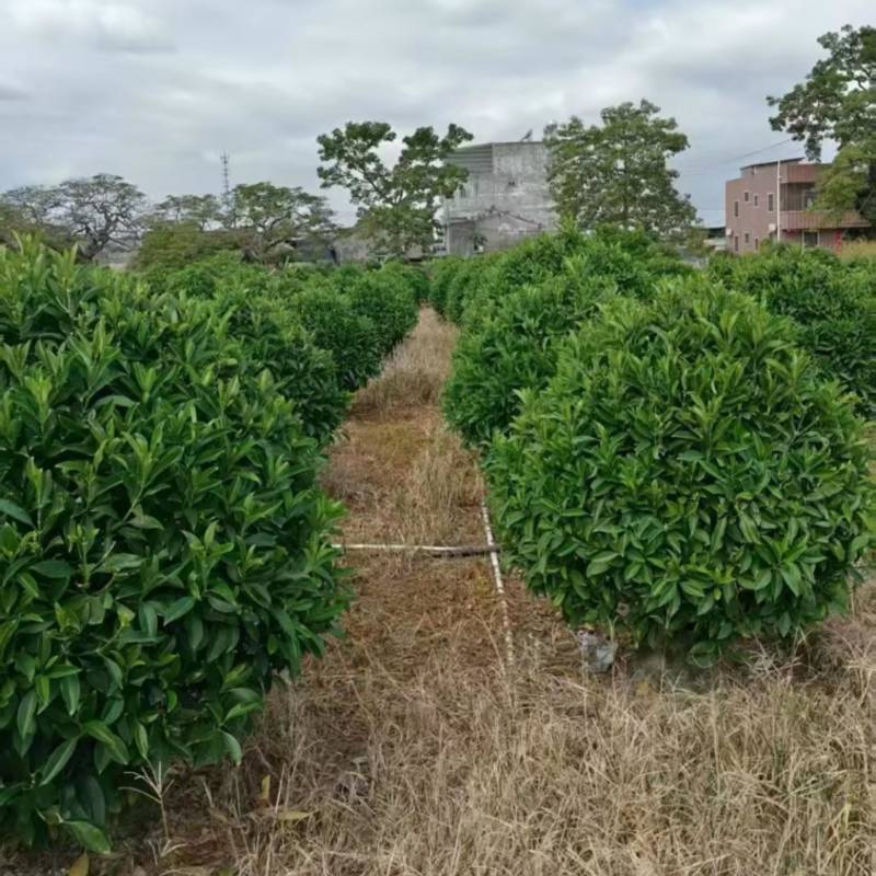 非洲茉莉1.2～1.5米