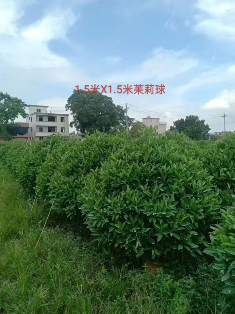 非洲茉莉1.2～1.5米