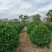非洲茉莉1.2～1.5米
