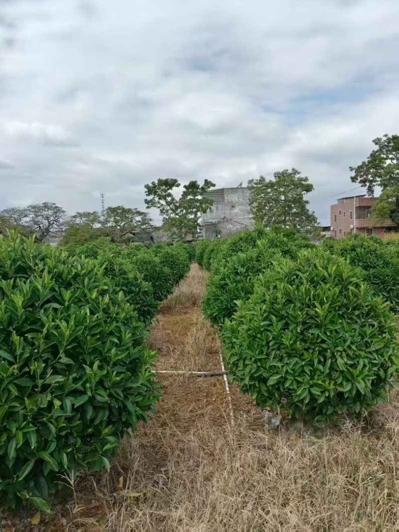非洲茉莉1.2～1.5米