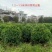 非洲茉莉1.2～1.5米
