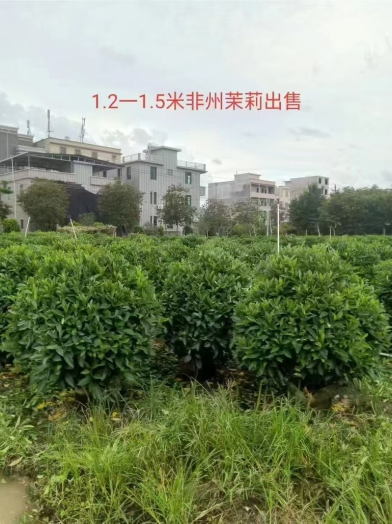 非洲茉莉1.2～1.5米