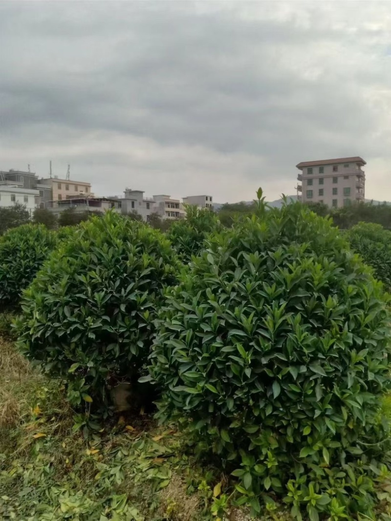非洲茉莉1.2～1.5米
