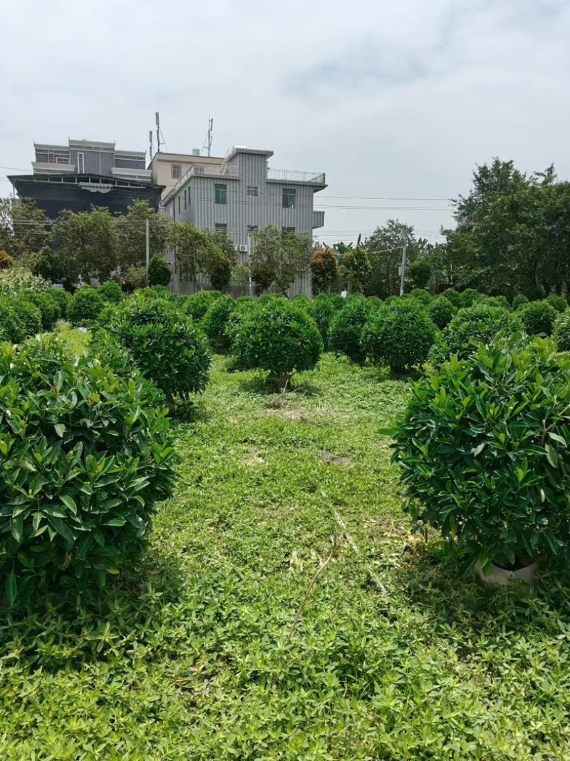 非洲茉莉1.2～1.5米