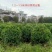 非洲茉莉1.2～1.5米