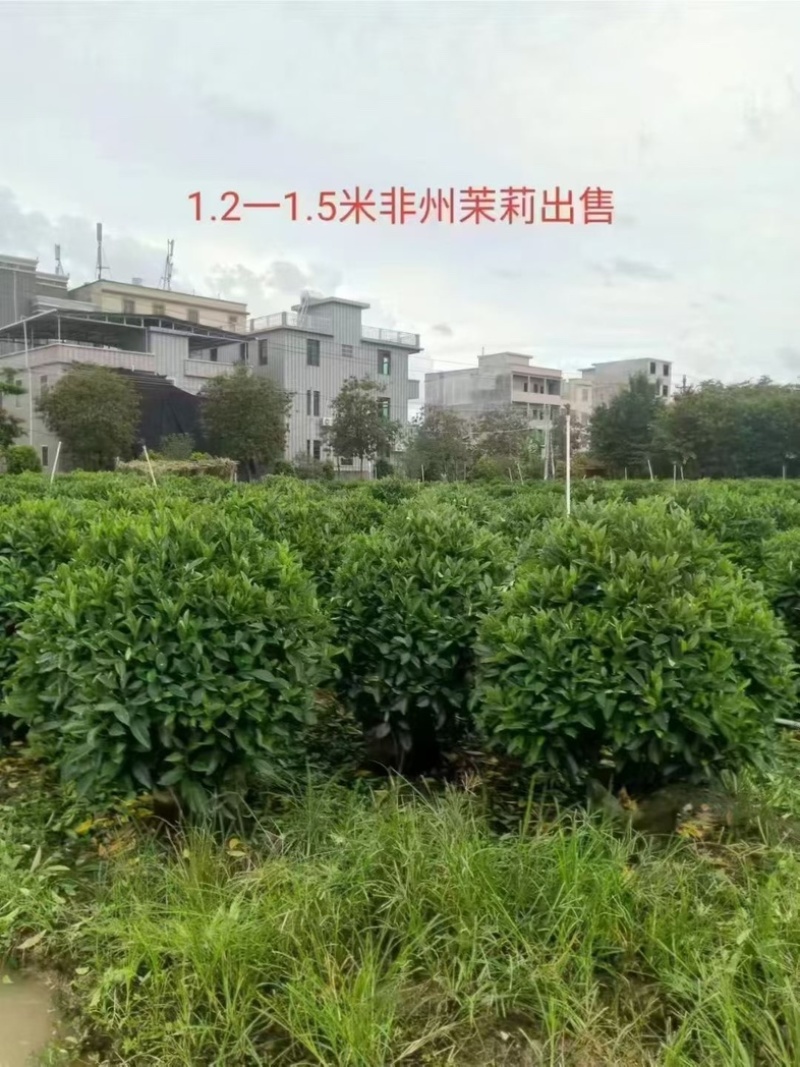 非洲茉莉1.2～1.5米