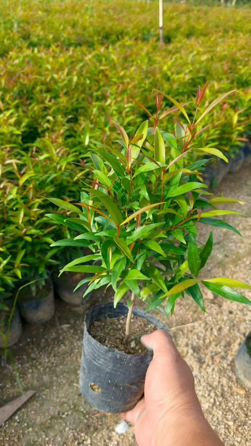 红车七斤袋