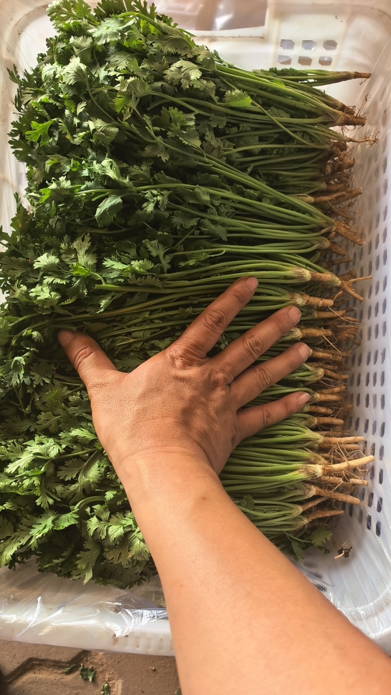 唐山铁杆香菜新鲜上市价格美丽质量好走货快欢迎询价正在热卖