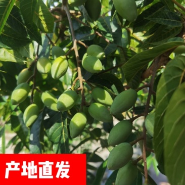 橄榄发源地新鲜现采青橄榄:正宗闽清梅香二号橄榄