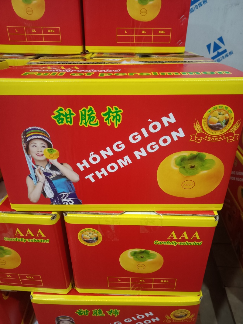 恭成脆柿，红柿，大量上市