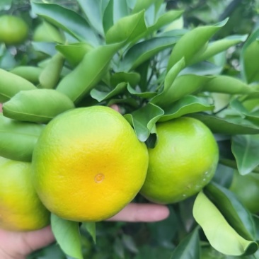 资阳蜜桔
