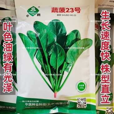 中蔬农科院菠菜种子蔬菠23号菠菜种籽杂交油绿耐寒春秋越冬