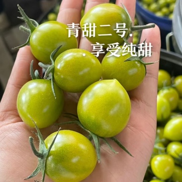 山东寿光青甜2号，瑭珀琥