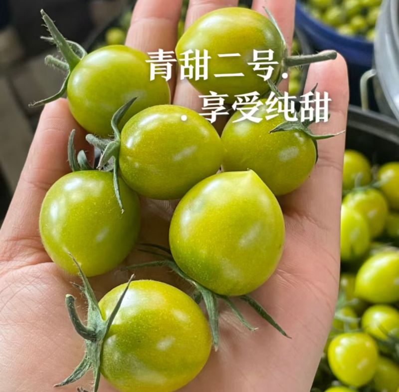 山东寿光青甜2号，瑭珀琥