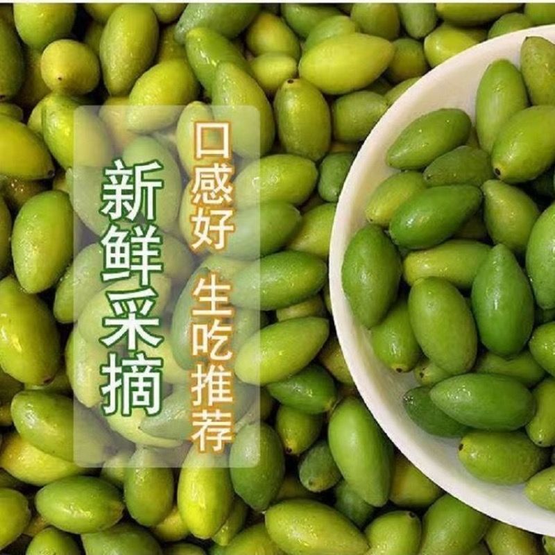 橄榄发源地新鲜现采青橄榄:正宗闽清梅香二号橄榄
