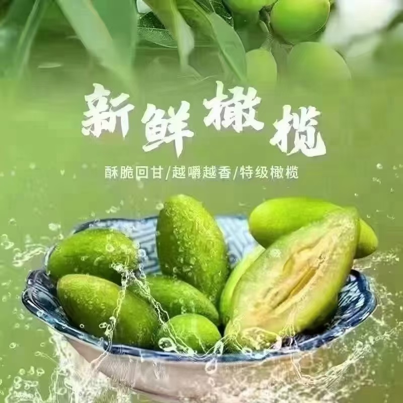 橄榄发源地新鲜现采青橄榄:正宗闽清梅香二号橄榄