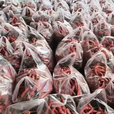 新品上市云南辣椒线椒大量上市欢迎选购