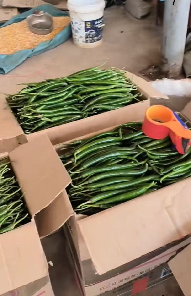 新品上市云南辣椒线椒大量上市欢迎选购