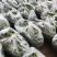 新品上市云南辣椒线椒大量上市欢迎选购