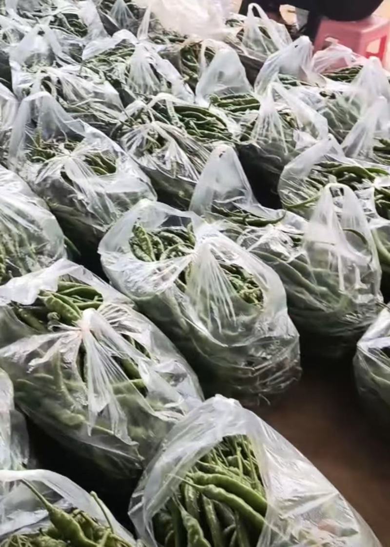 新品上市云南辣椒线椒大量上市欢迎选购